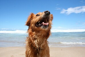 On the beach