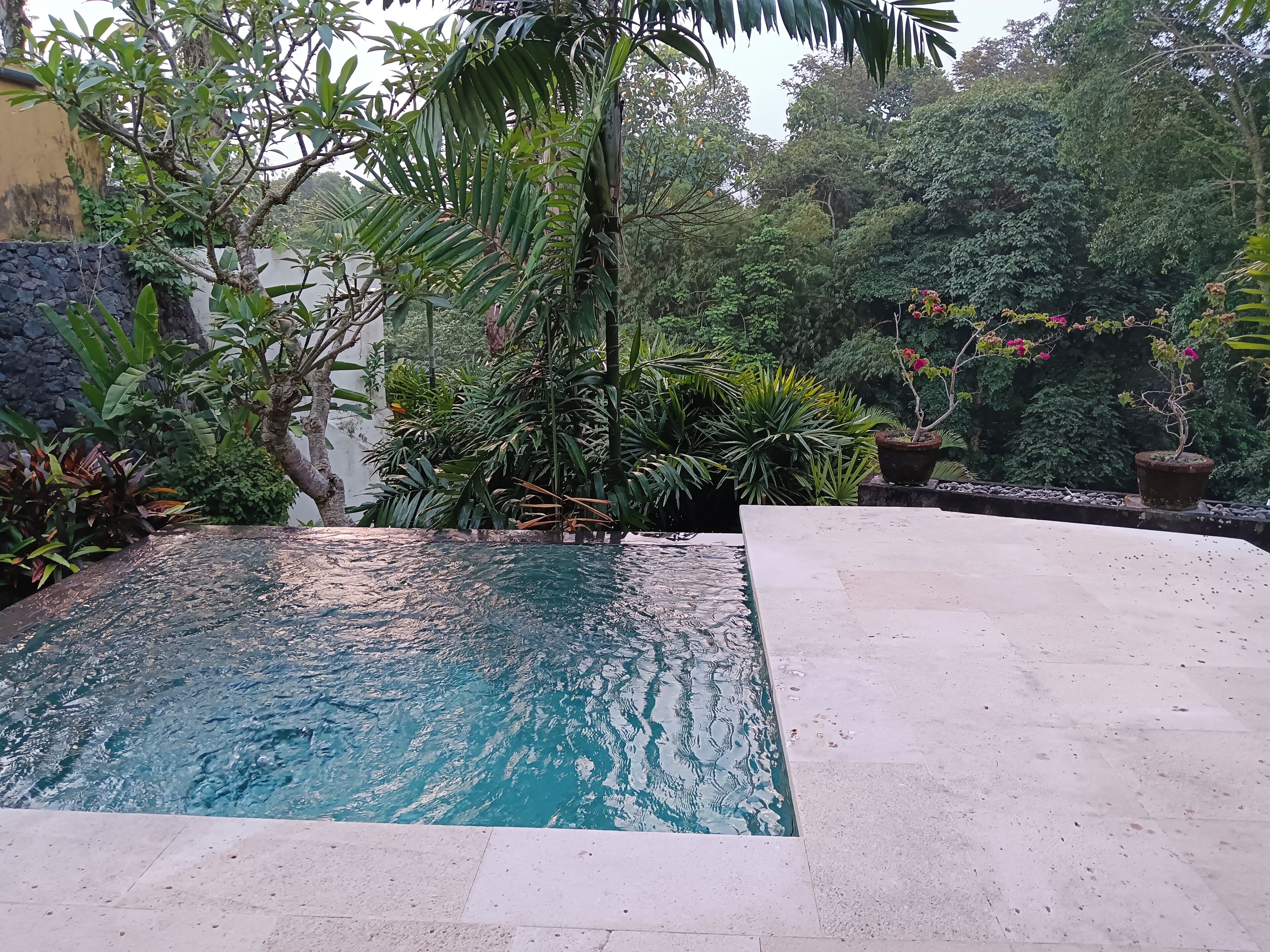 Piscina rectangular con agua cristalina, rodeada de diversas plantas y árboles tropicales.