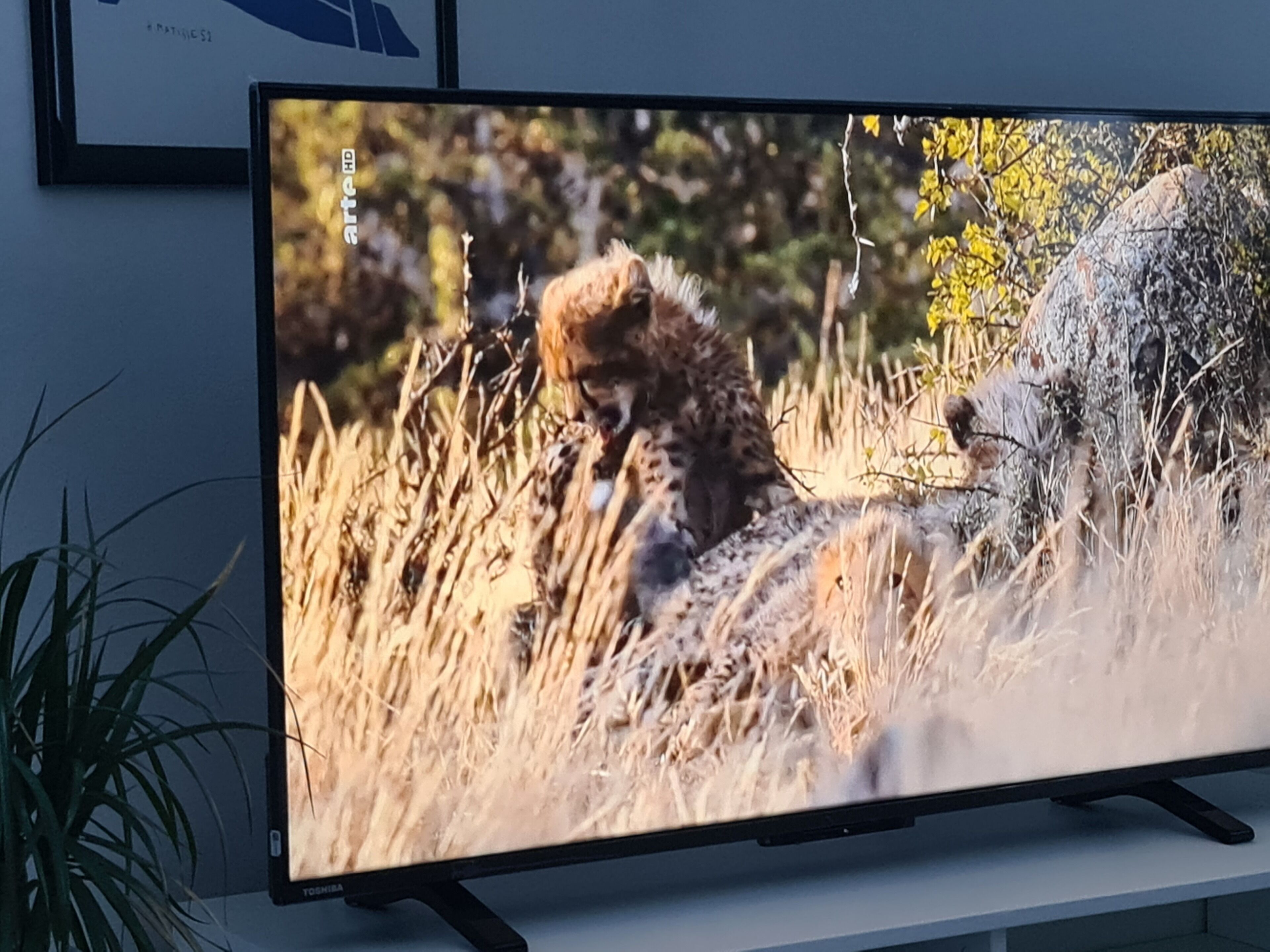 Ein Flachbildfernseher zeigt einen Geparden in seinem natürlichen Lebensraum.