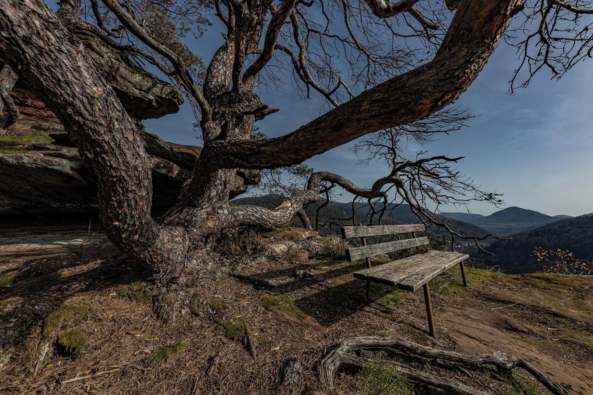 Eine Bank unter einem großen Baum auf einer Hügelkuppe mit Blick auf ferne Berge.