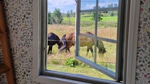 Una ventana con vistas a caballos pastando en un campo.