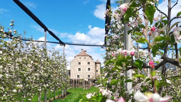 Un sentiero fiancheggiato da alberi in fiore che conduce a un edificio in pietra con molte finestre.