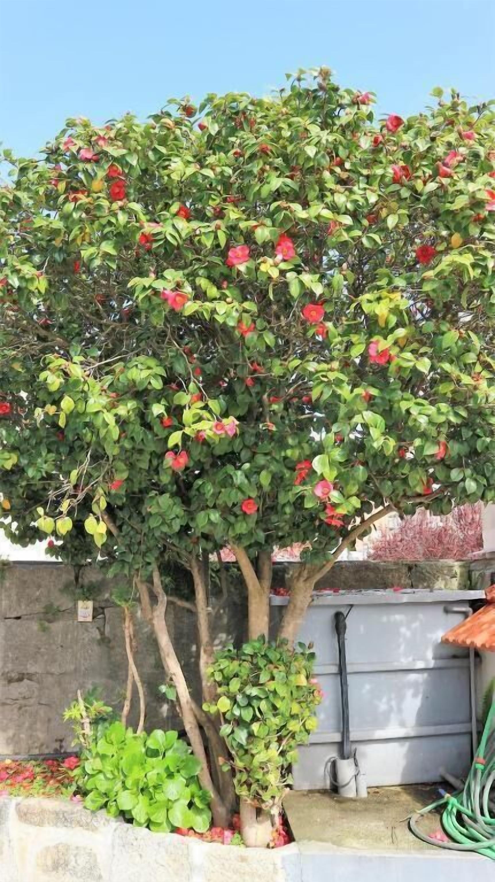 Foto - Hotel Senhor de Matosinhos