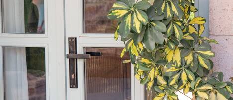A white door with multiple glass panels and a yellow potted plant with variegated leaves.