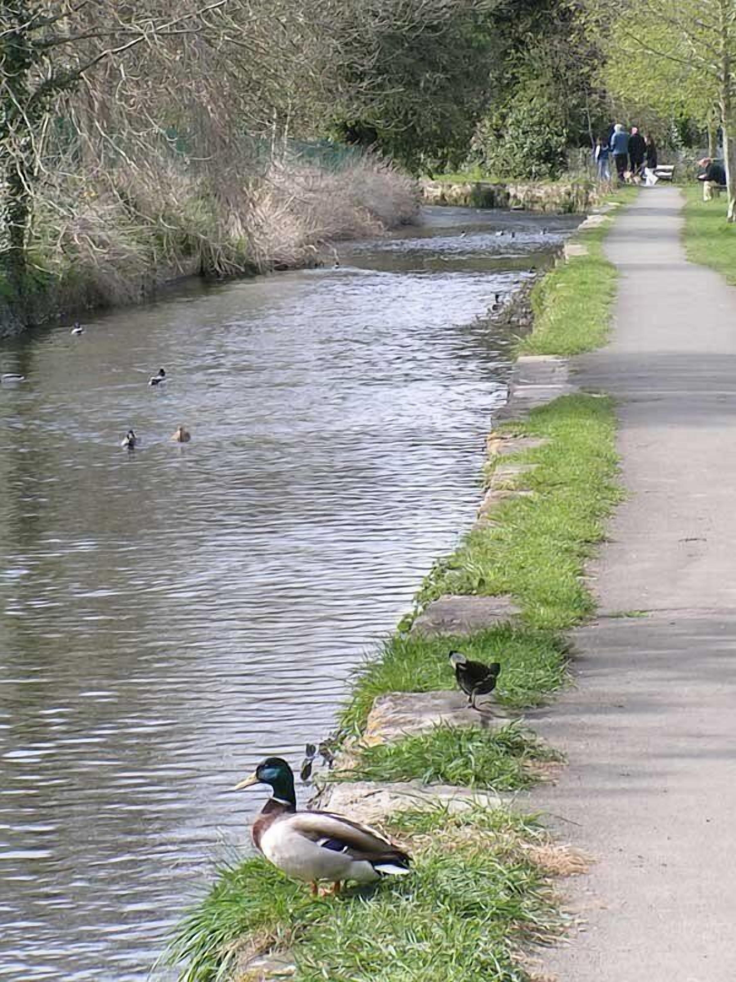 A river with ducks and a walking path alongside.