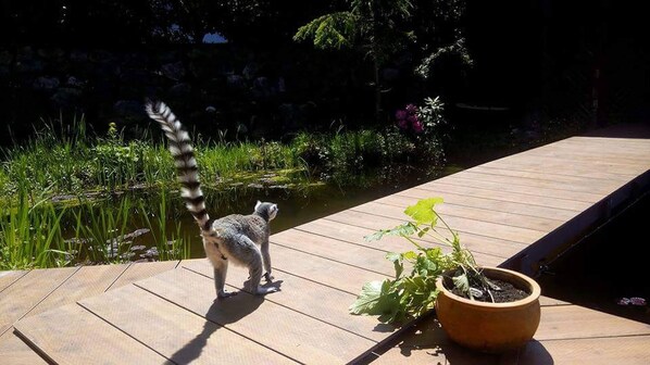 Appartamento, 2 camere da letto, balcone | Parco della struttura