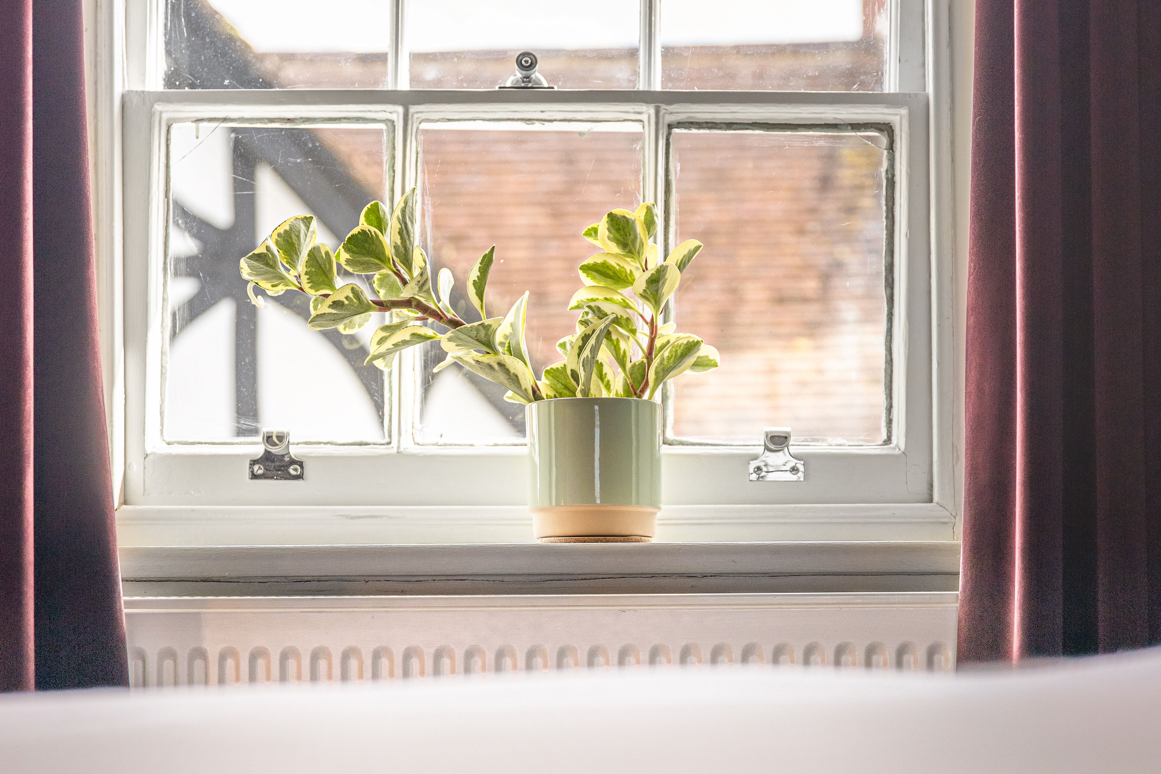 A potted plant on a window sill.
