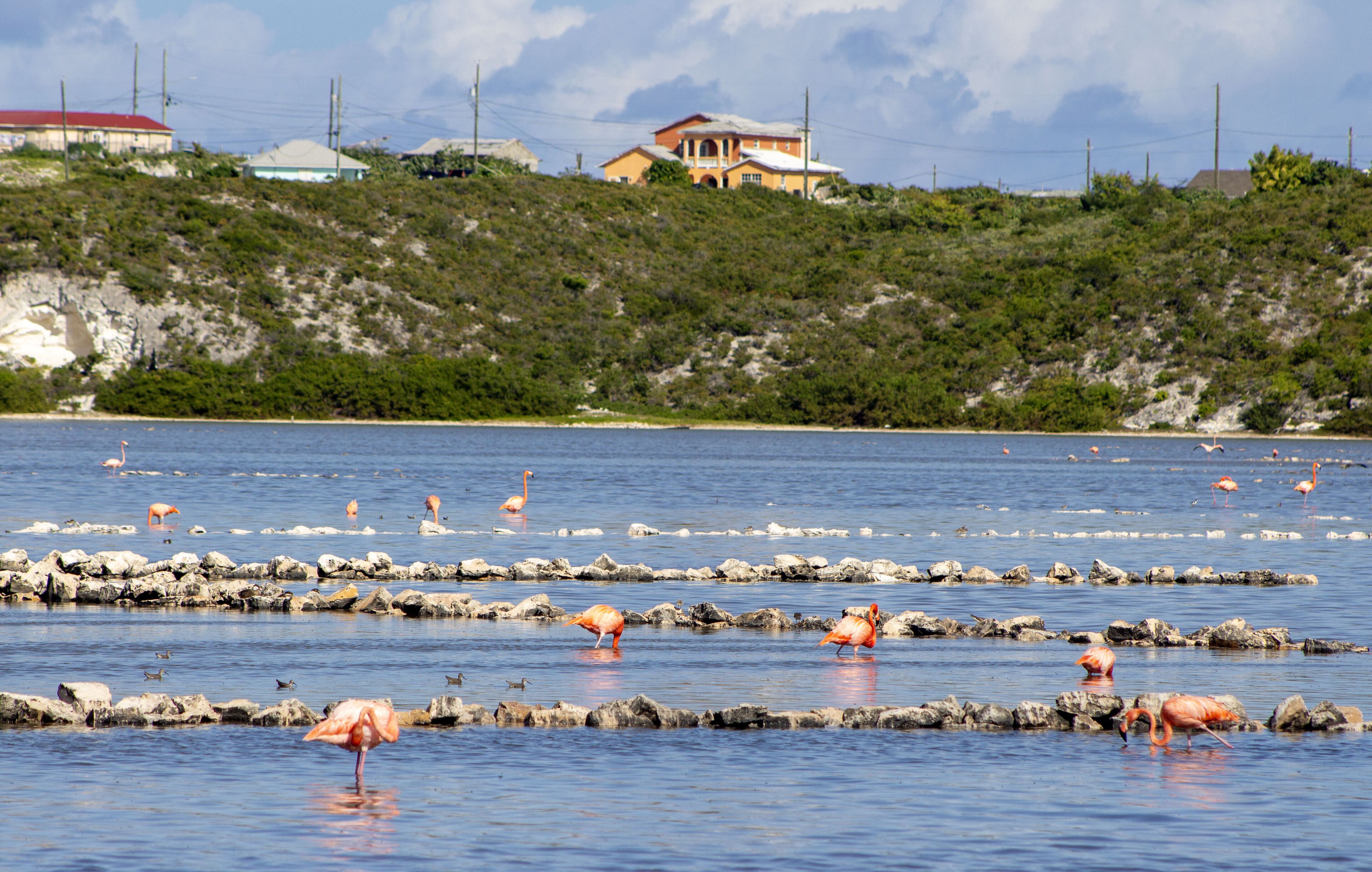 A coastal scene with a house on a hill, a rocky shoreline, and flamingos in the water.