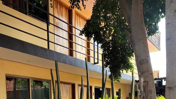 Une cour intérieure avec un bâtiment moderne, des plantes en pot et un arbre dont le tronc est peint en blanc.