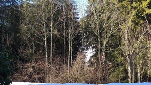 A forest with tall trees and a snow-covered ground.
