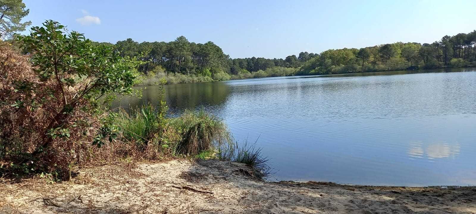 Een rustig meer met een zandstrand en weelderige begroeiing.