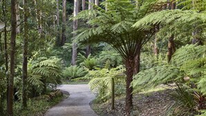 Property grounds - Spa Cottage@FernglenForestRetreat (Mount Dandenong)