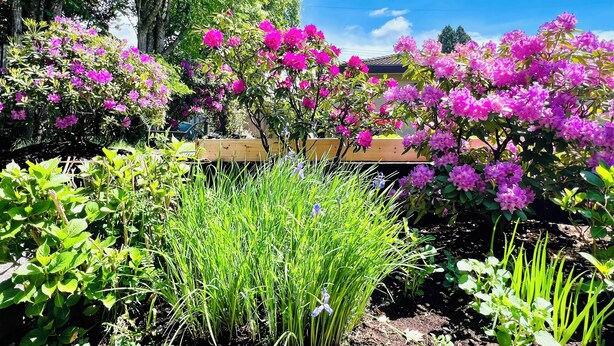 A garden with vibrant pink flowers and green foliage. - ❤️Spacious Home in Heart of Vancouver--Easy Access to Everything❤️ (Vancouver)