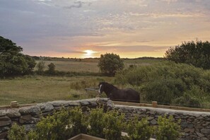 A horse in a field with a sunset in the background. - The Hoot: A large, modern studio annexe on Anglesey (Llanfaelog)