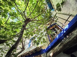 Un árbol con hojas verdes frente a un edificio de paredes azules y una ventana.