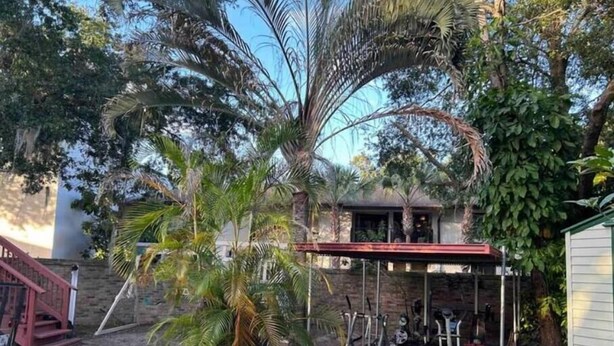 A backyard with a brick patio, a palm tree, a covered exercise area, and a house in the background.