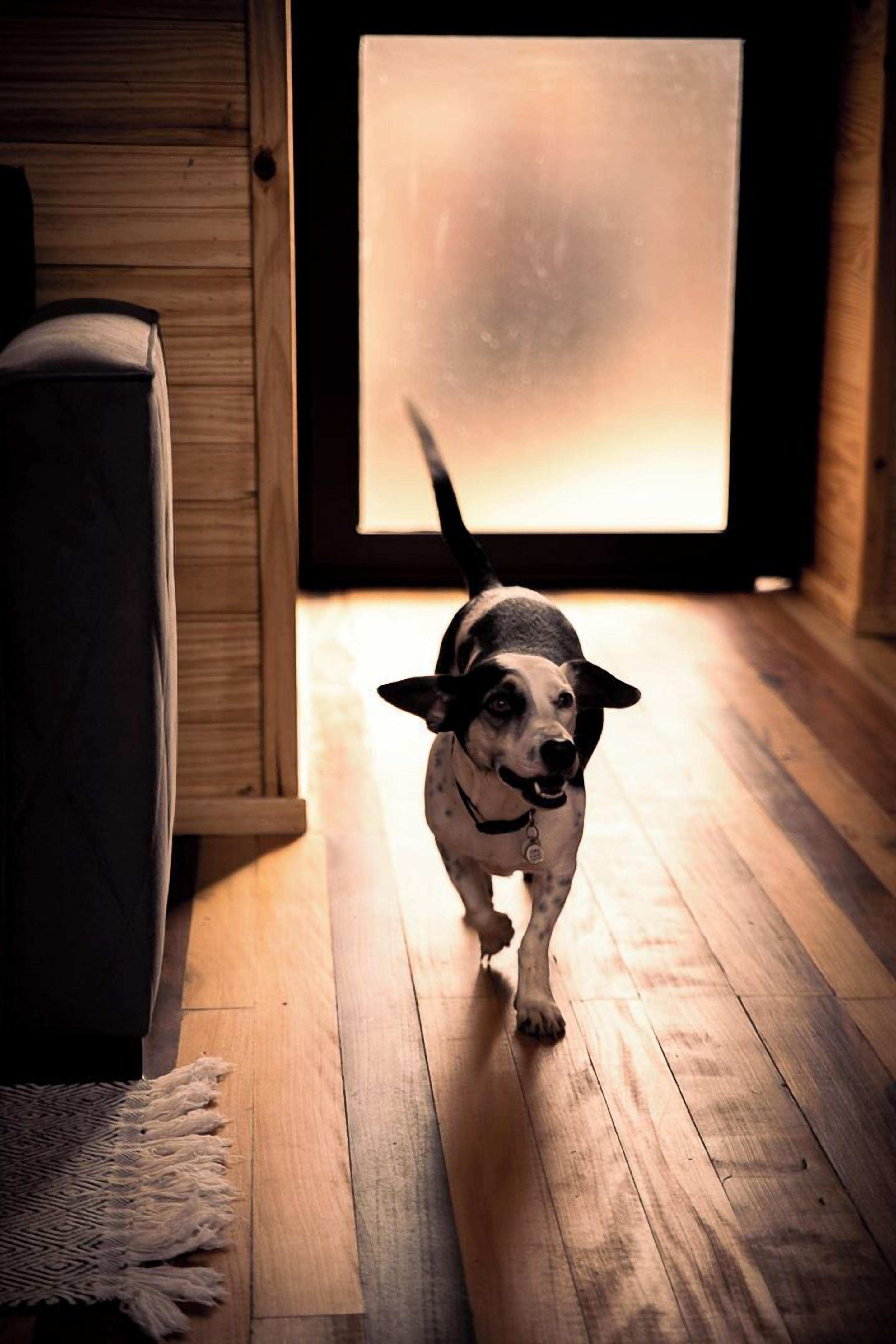 A dog walking through a wooden room with a large window.