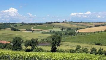 Paisaje de viñedo con colinas onduladas y cielo despejado.