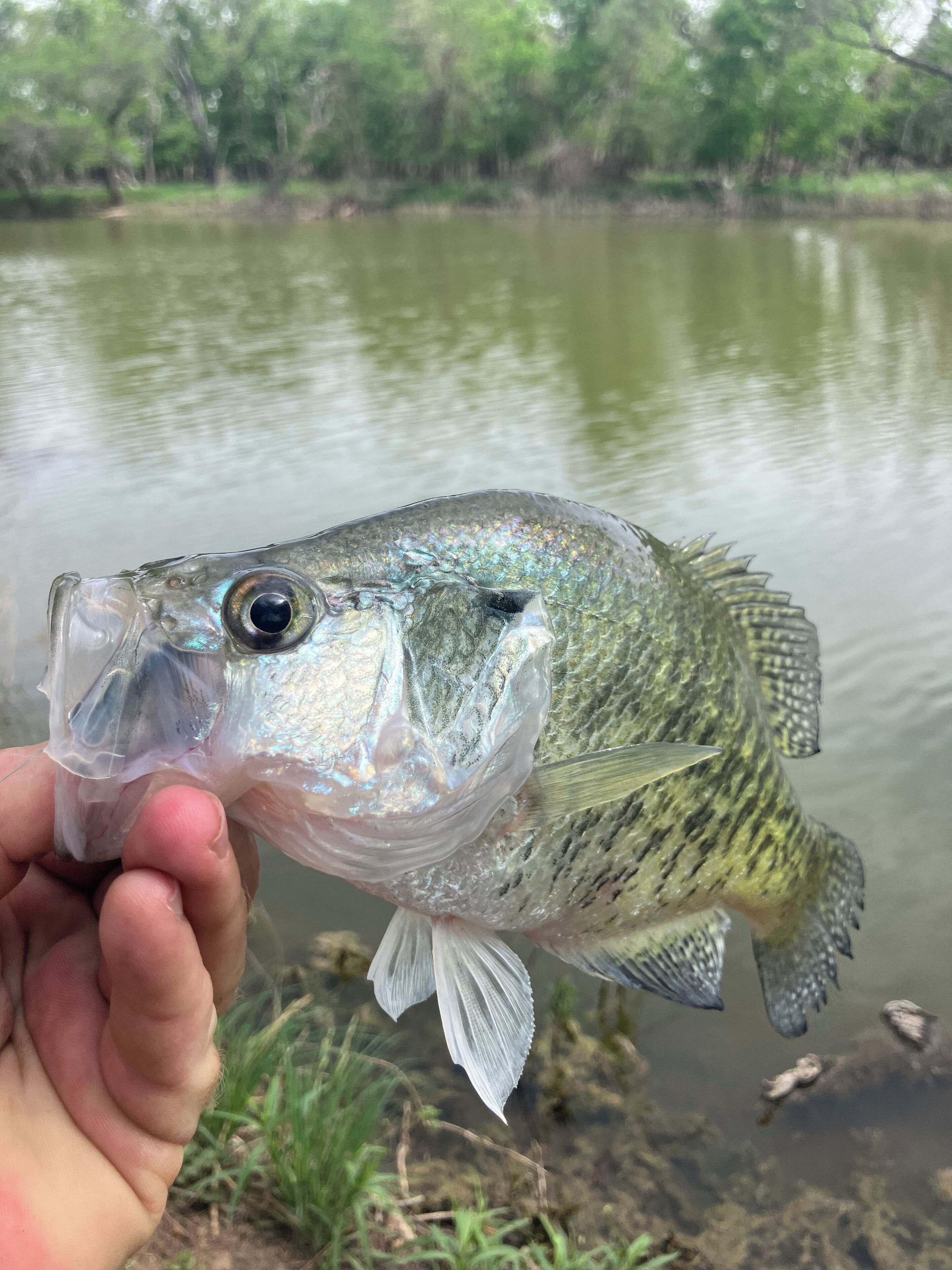 A person holding a fish near a body of water with trees in the background.