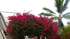 A pathway leading through a garden with a pink flowering archway, surrounded by lush greenery and palm trees. - SUMMER DISCOUNT-- 10% discount on the room rate for Aug. Sept. Just ask Barb. (Kihei)