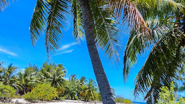 A clear view of a beach with turquoise water, palm trees, and a sandy shore.
