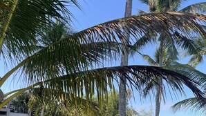 A resort with thatched-roof buildings, palm trees, and solar panels on the roofs. - antipolo beach resort in tuburan (Tuburan)
