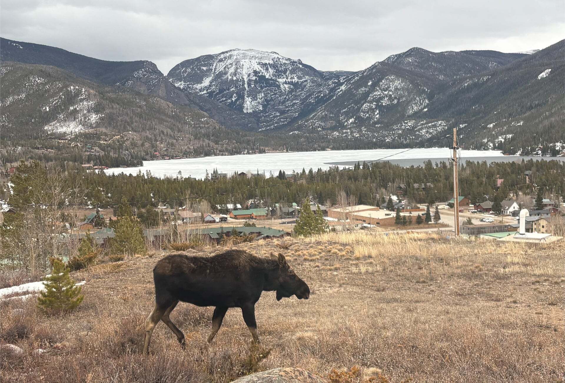 A moose in a grassy field with a mountainous backdrop and a lake.
