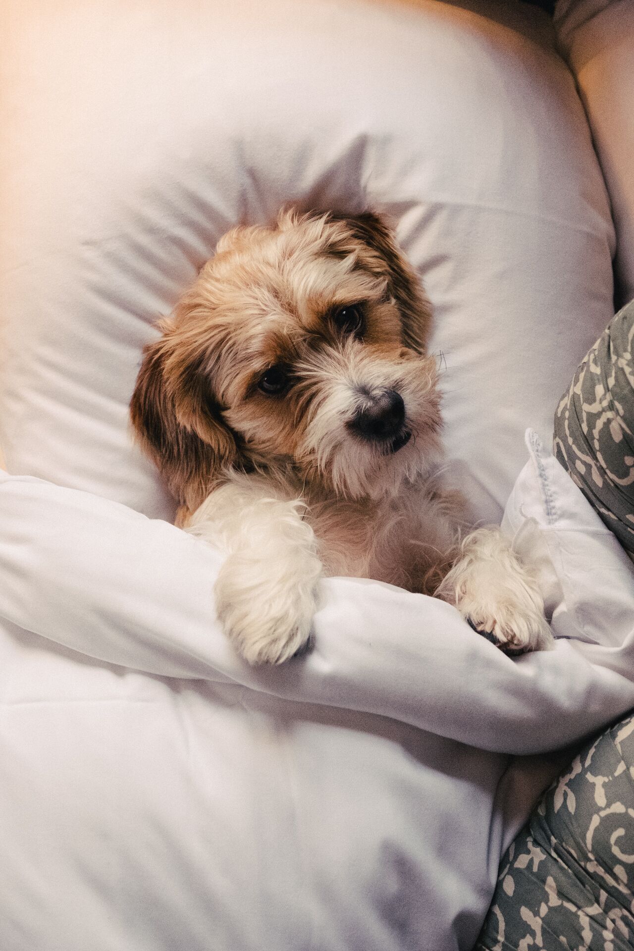 En hund som vilar på en säng med en kudde.