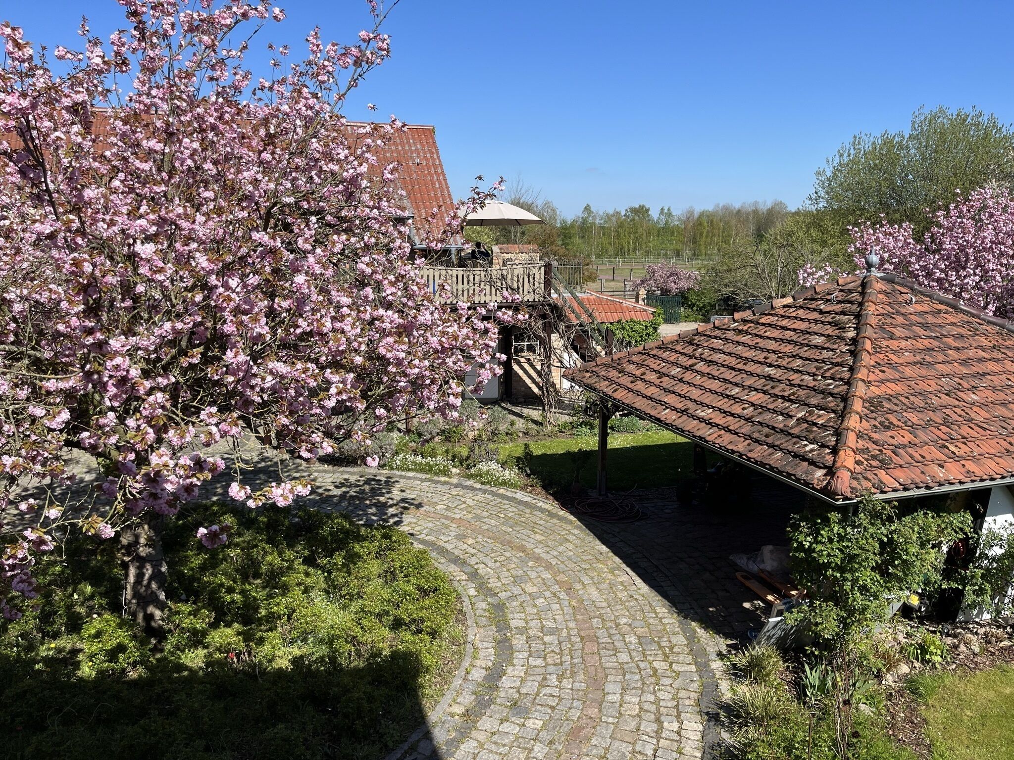 En innergård med en kullerstensbelagd gång, ett tak med röda tegelpannor och blommande, rosa träd.
