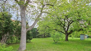 A tree-lined path with a small shed in the background. - Gorgeous apartment in Waren (Müritz) (Waren (Müritz))