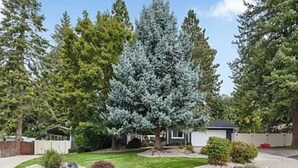 Un quartier résidentiel avec une pelouse bien entretenue, un grand arbre à feuilles persistantes et un petit abri de jardin.