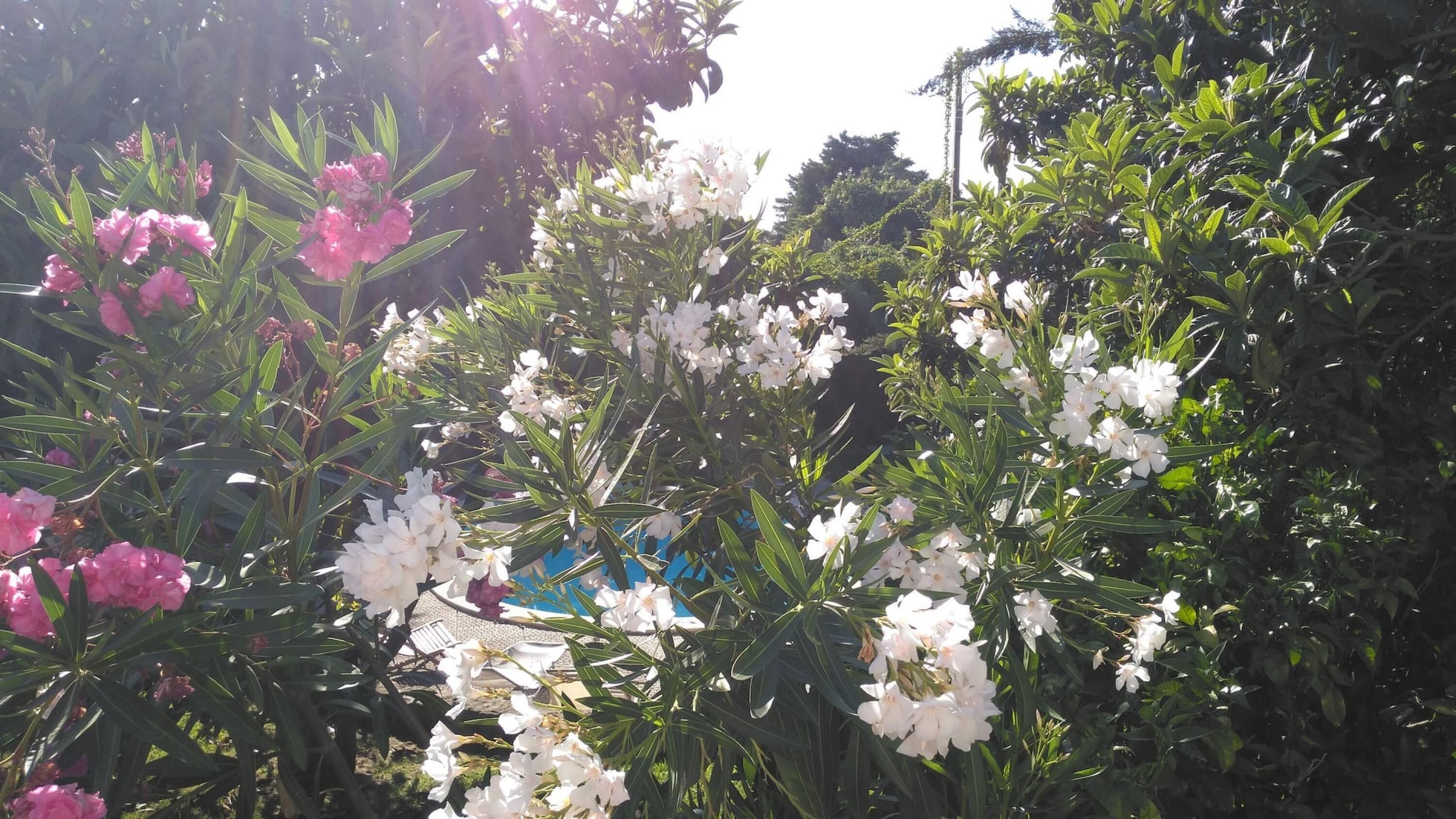 Biệt thự | 4 phòng ngủ 