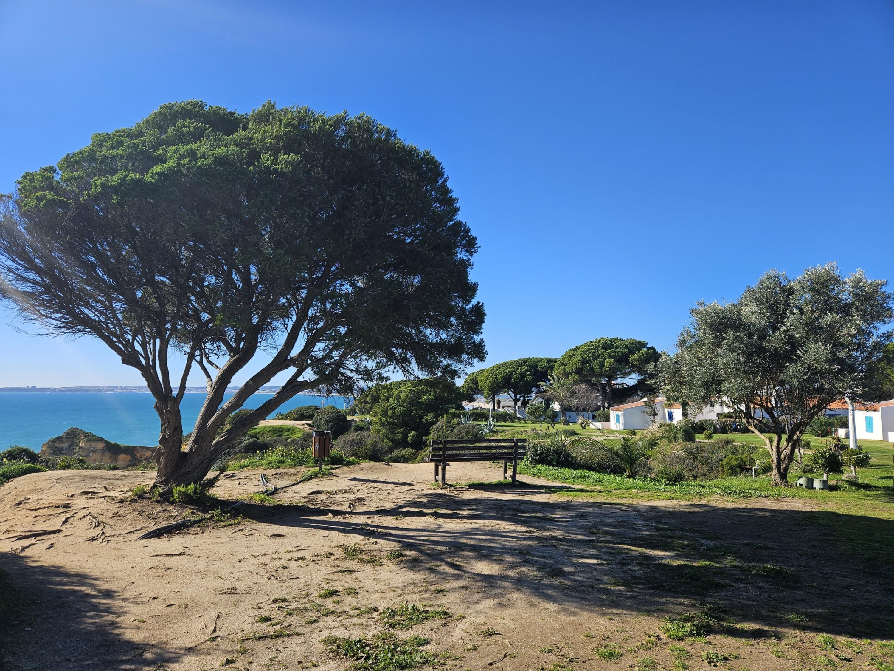 Un parc côtier avec un grand arbre, un banc et une vue sur la mer.