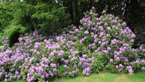 Un denso seto con flores rosadas, rodeado de hierba verde y árboles.