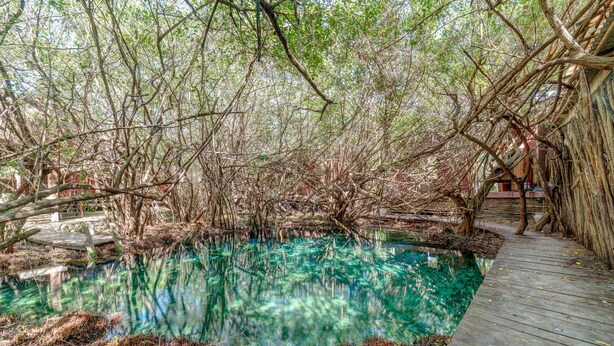 A wooden deck leading to a clear water body surrounded by dense mangrove trees.