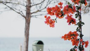 A dining table with chairs, a potted plant with flowers, and a view of the sea. - Hotel Noemie (Himarë)