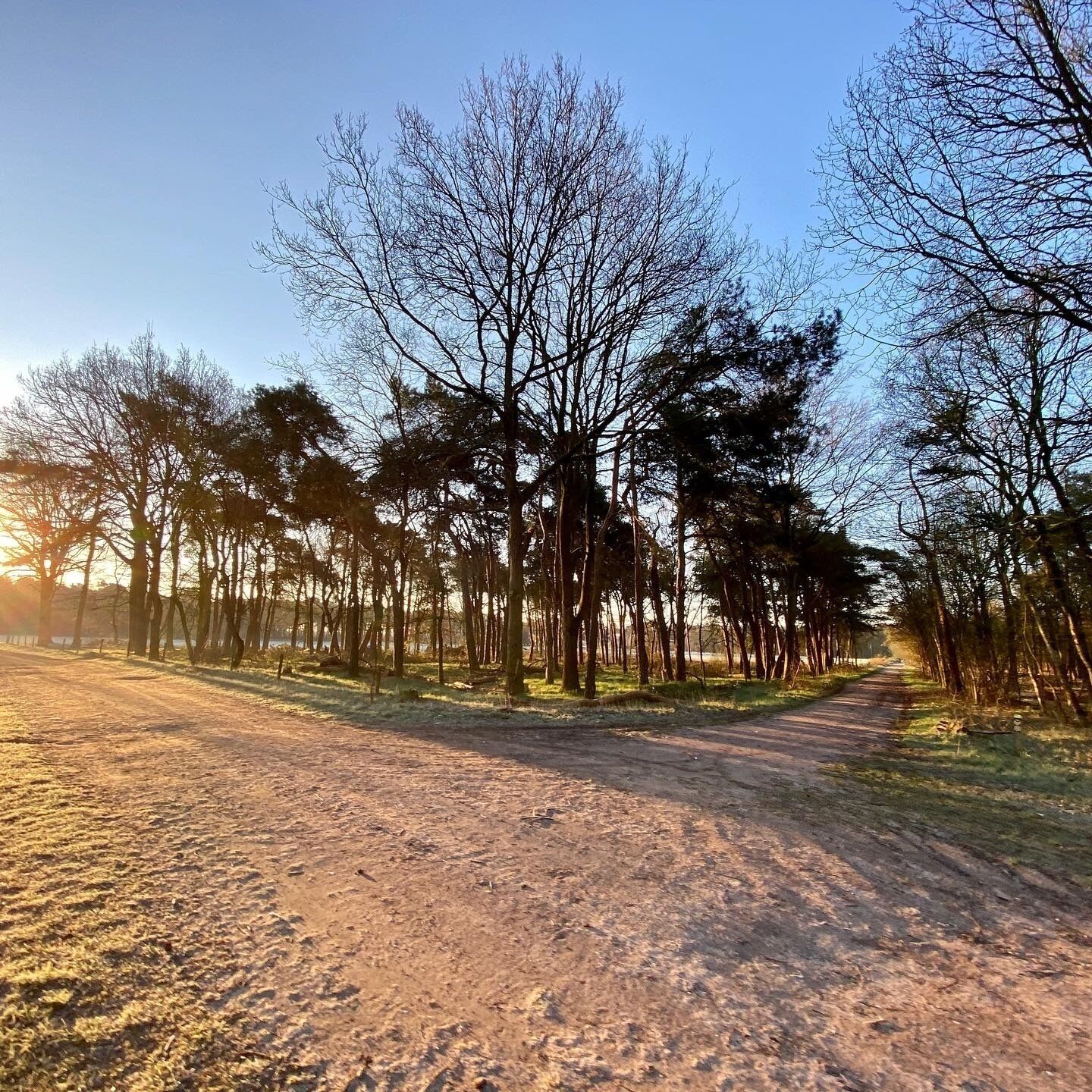 Un chemin de terre bordé d’arbres sans feuilles, sous un ciel dégagé.
