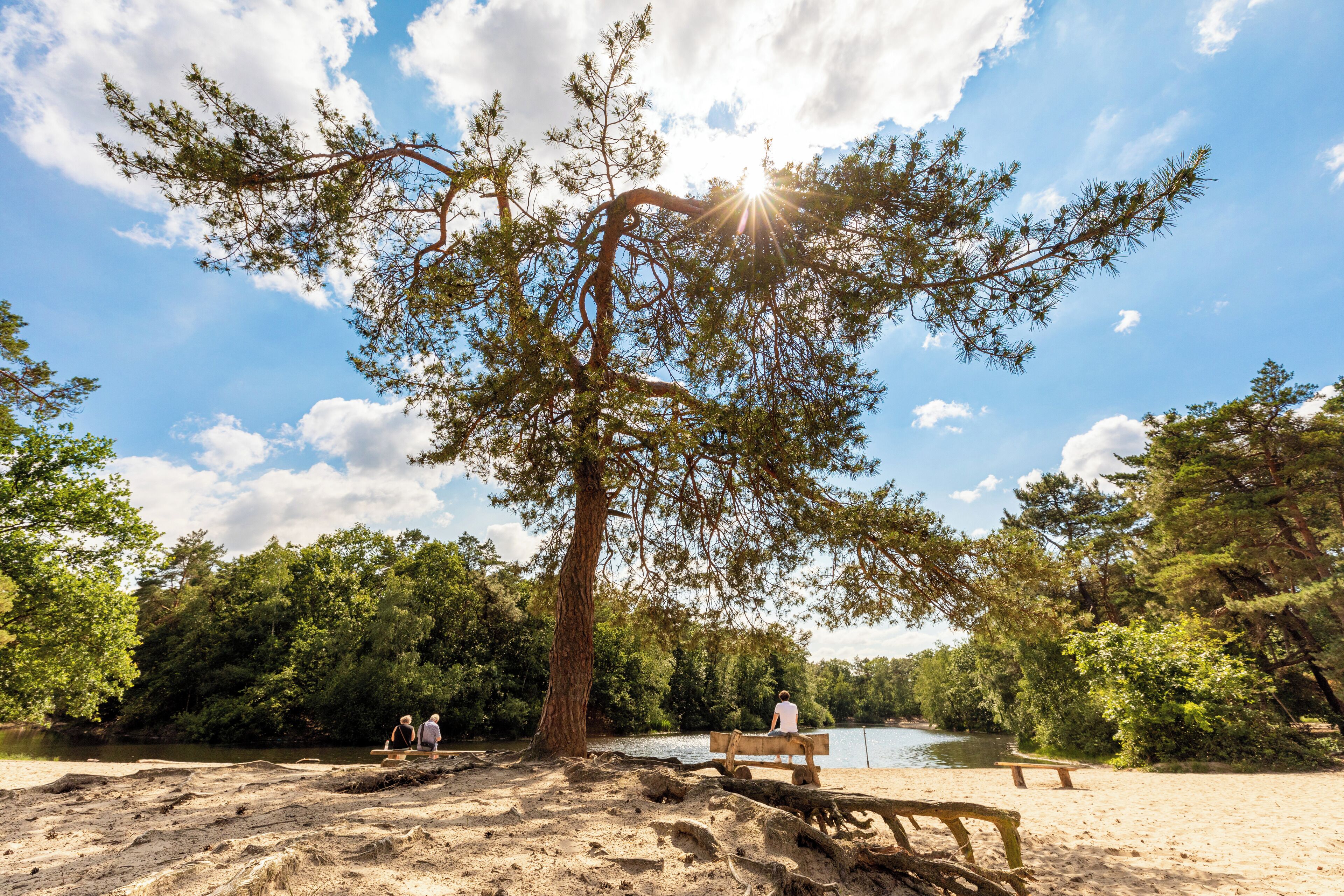 A sandy beach with a large tree and a bench.