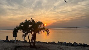 A beach scene with a palm tree, a sign, and a bird flying.