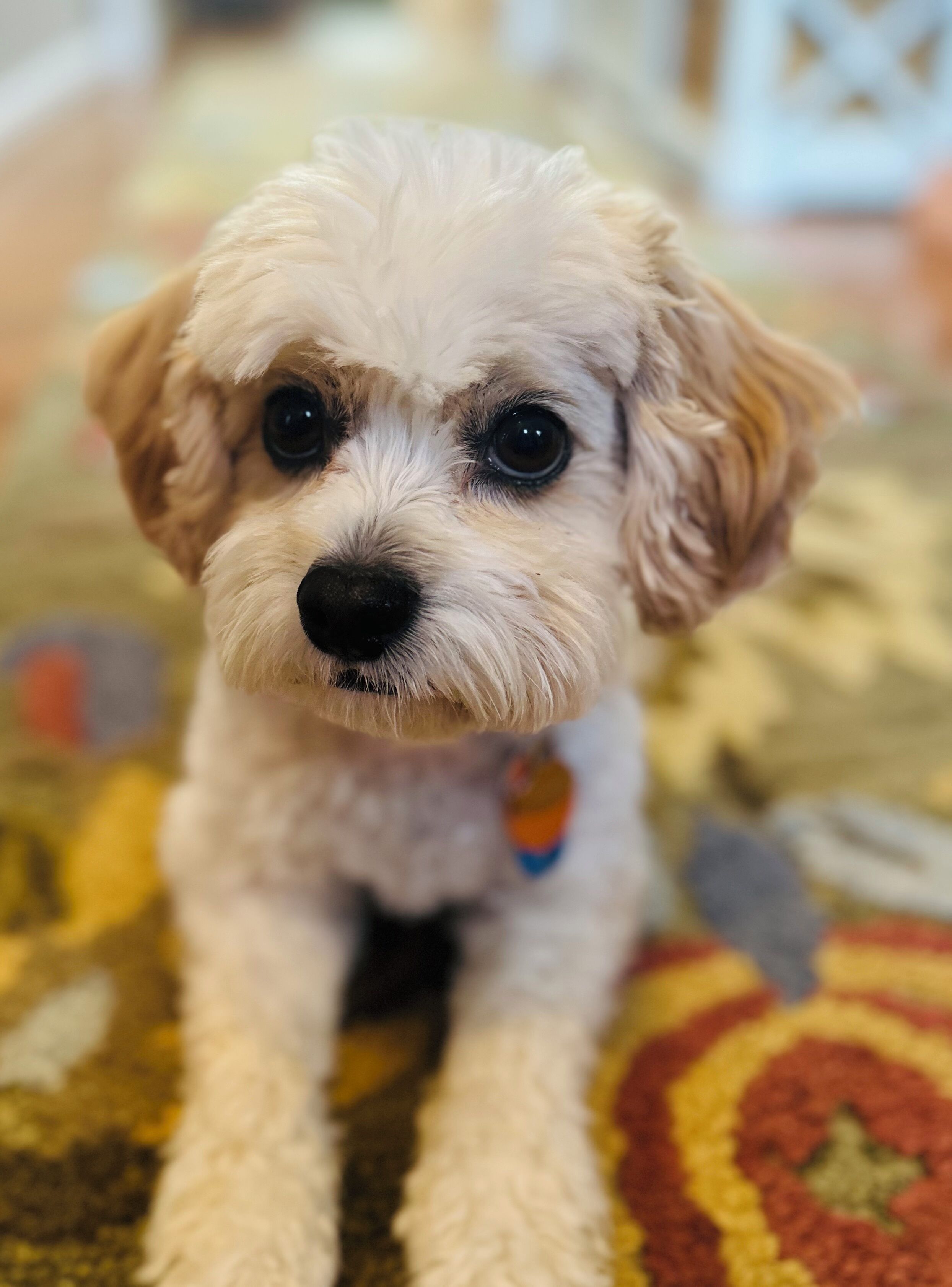 A small, fluffy white puppy with large eyes and a black nose, sitting on a patterned carpet.