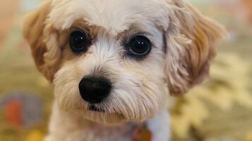 A small, fluffy white puppy with large eyes and a black nose, sitting on a patterned carpet.