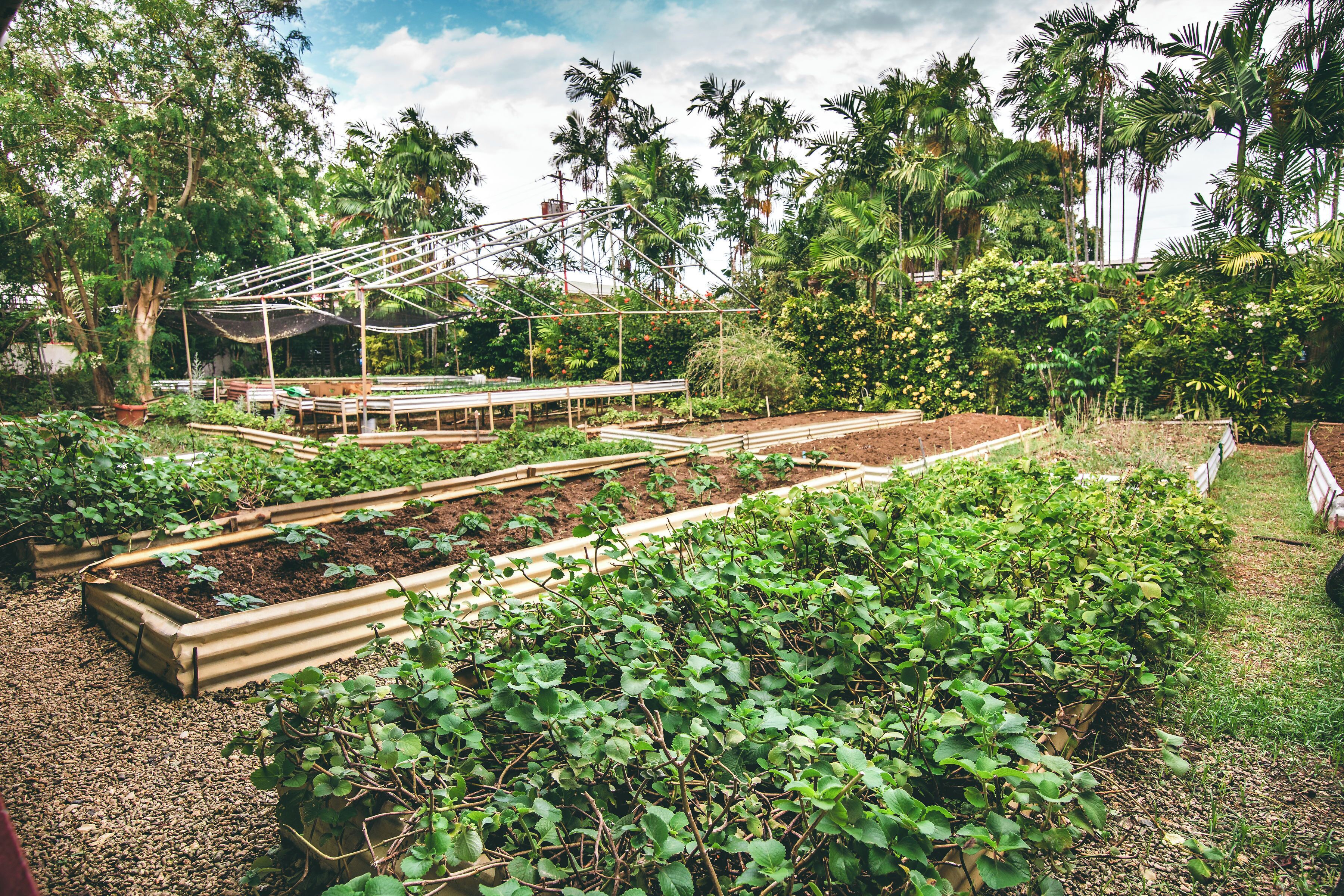 Ein Gewächshaus mit erhöhten Blumenbeeten, umgeben von üppigem Grün und Palmen.