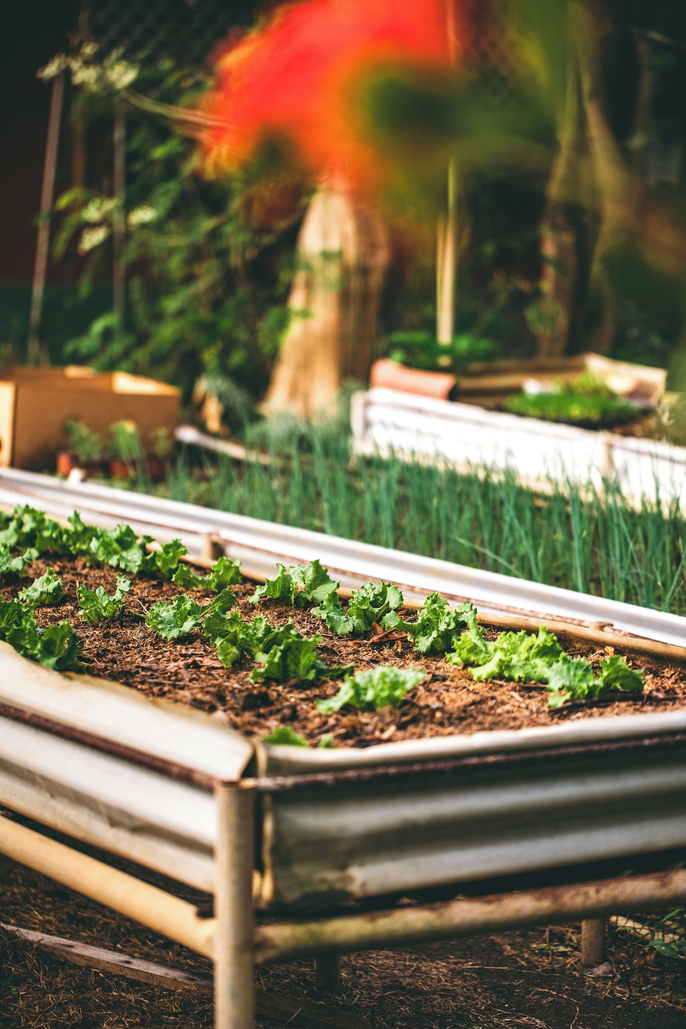 A garden bed with lettuce and other plants, wooden benches, and a metal structure in the background.