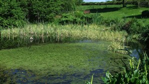 Un estany tranquil envolta d'una vegetació exuberant i una banca de fusta al fons.