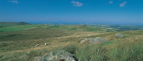 Ein weites Panorama über eine hügelige Landschaft mit verstreuten Steinen und Gras.
