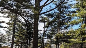 A forested area with tall trees and a grassy ground. - Hinckleys Dreamwood Cottages (Bar Harbor)