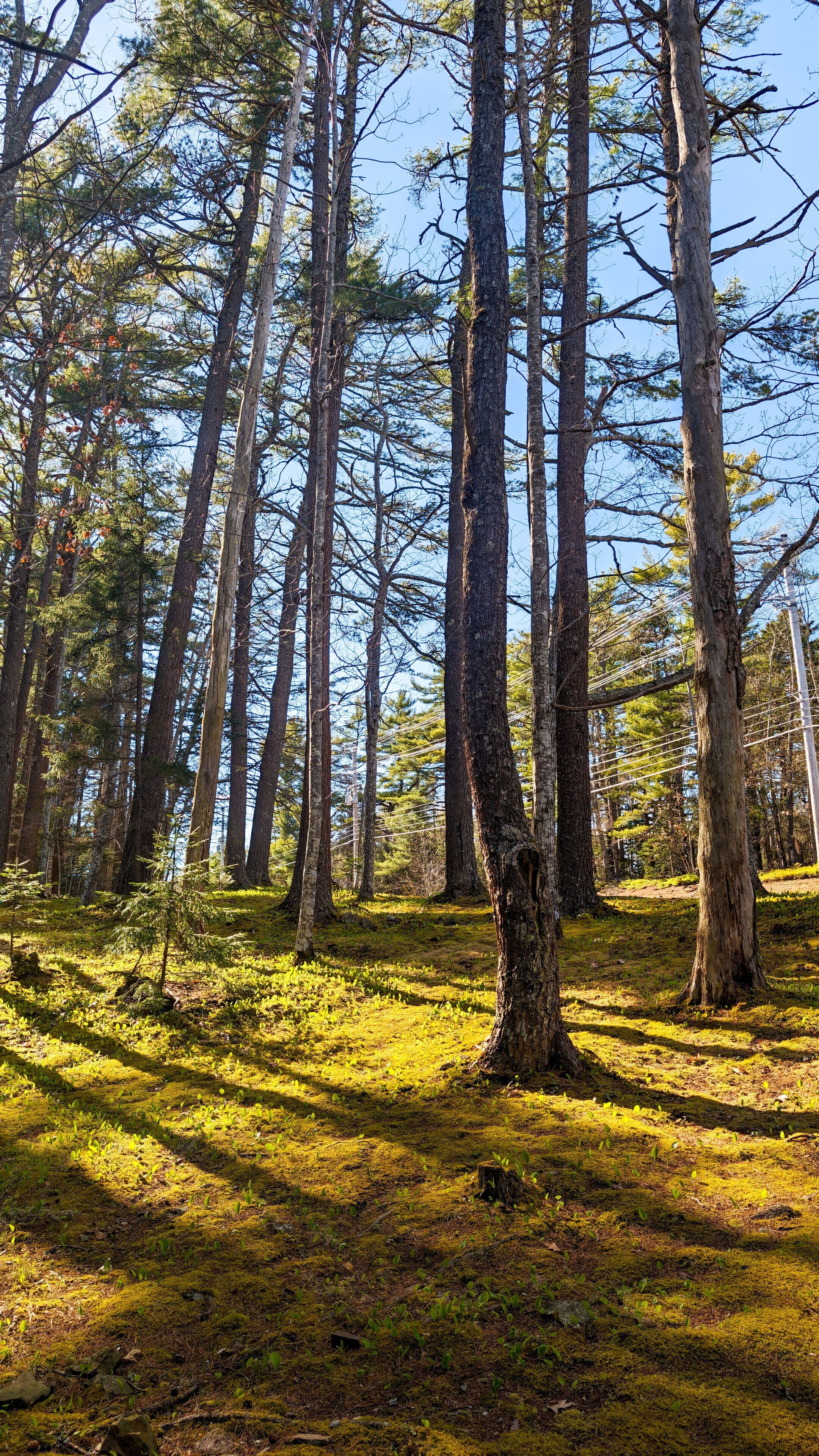A forest with tall trees and a ground covered in moss.