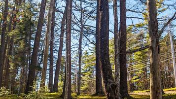 A forest with tall trees and a ground covered in moss.