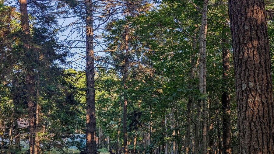 Hinckleys Dreamwood Cottages