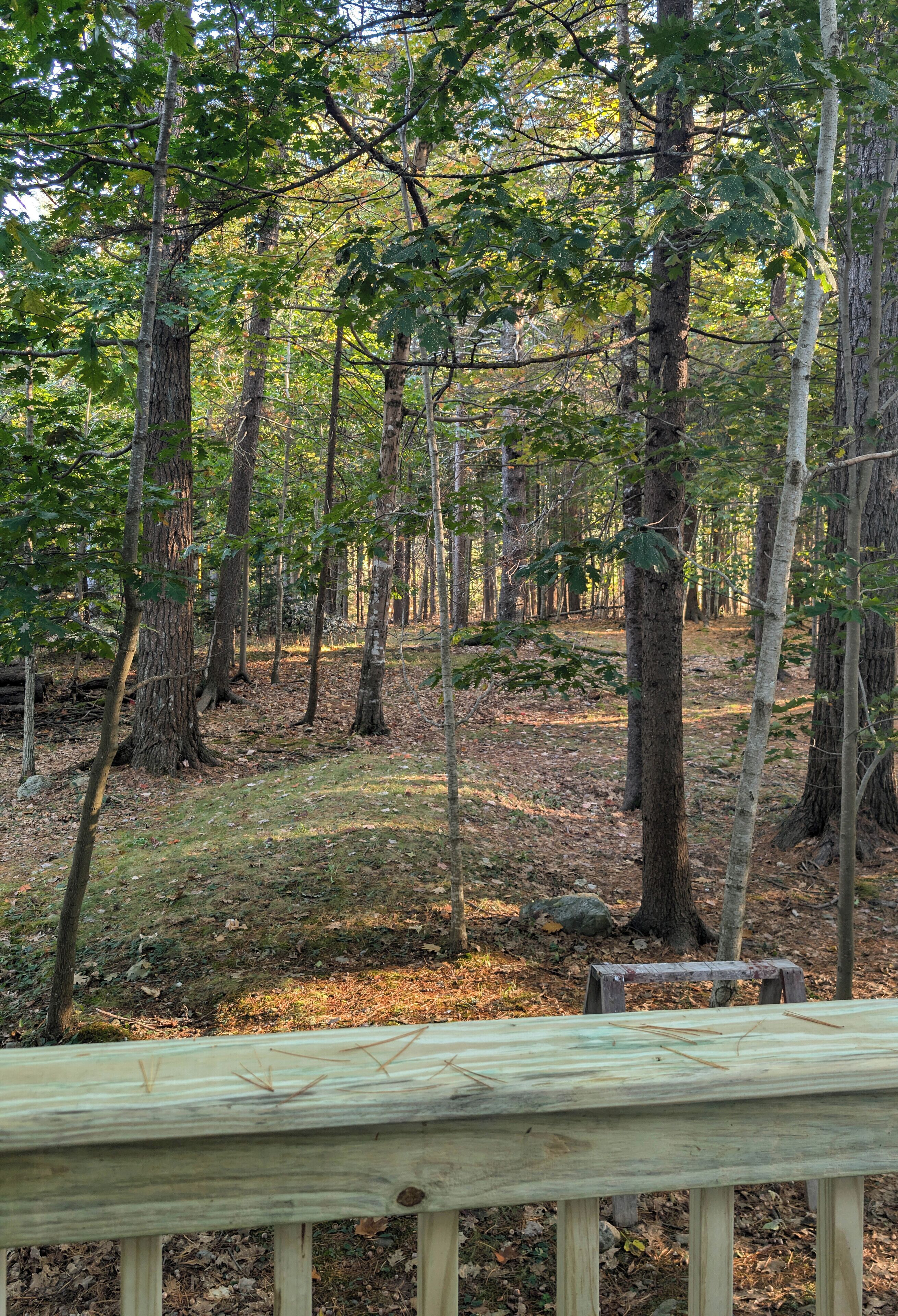 Une zone boisée avec une terrasse en bois.